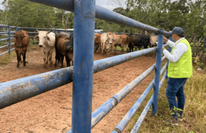 Actualizan reglas para el transporte de animales en pie en Colombia