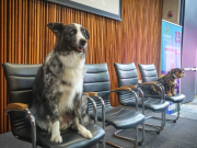 Corte ordena reglas claras para animales de apoyo en universidades