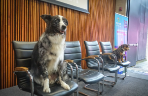 Corte ordena reglas claras para animales de apoyo en universidades