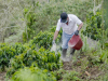 Día del Café: cada taza es el motor de la economía rural colombiana