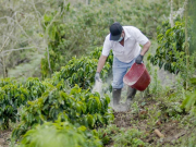 Día del Café: cada taza es el motor de la economía rural colombiana