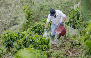 Día del Café: cada taza es el motor de la economía rural colombiana