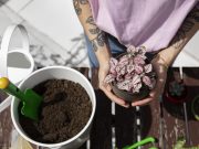 Festival Ambiental en El Chispero este sábado