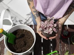 Festival Ambiental en El Chispero este sábado