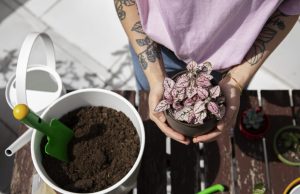Festival Ambiental en El Chispero este sábado