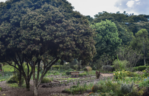 SAE recupera predio de $32.000 millones vinculado al narcotráfico