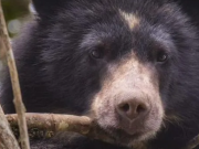 Desmienten la presencia de oso andino en vivienda de La Calera