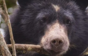 Desmienten la presencia de oso andino en vivienda de La Calera