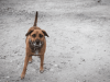 Denuncian posible sobrecosto en esterilización de mascotas en Teusaquillo