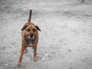 Denuncian posible sobrecosto en esterilización de mascotas en Teusaquillo