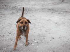 Denuncian posible sobrecosto en esterilización de mascotas en Teusaquillo