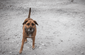 Denuncian posible sobrecosto en esterilización de mascotas en Teusaquillo