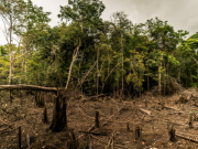 Choque de gobierno entrante y saliente por cifras de deforestación