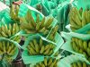 Banano colombiano sorprende por mayor productividad y exportaciones