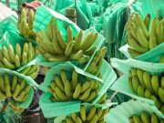 Banano colombiano sorprende por mayor productividad y exportaciones