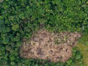 Primicia: casi 9.000 hectáreas fueron deforestadas tan solo en tres parques nacionales amazónicos durante 2025, el tamaño de 12.000 canchas de fútbol