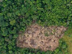 Primicia: casi 9.000 hectáreas fueron deforestadas tan solo en tres parques nacionales amazónicos durante 2025, el tamaño de 12.000 canchas de fútbol