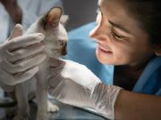 La medicina veterinaria apuesta cada vez más por la prevención para prolongar la vida de perros y gatos