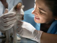 La medicina veterinaria apuesta cada vez más por la prevención para prolongar la vida de perros y gatos