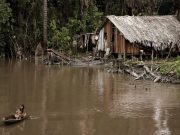 El cambio climático pone en riesgo la memoria ancestral de la Amazonia: hasta un tercio de las plantas usadas por pueblos indígenas podría desaparecer
