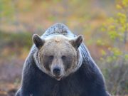 Algunos osos ‘mienten’ para simular que son más grandes que sus enemigos