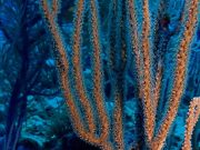 El calentamiento y la acidificación del océano amenazan a millones de personas en el Pacífico, alerta la OMM