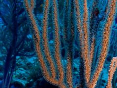 El calentamiento y la acidificación del océano amenazan a millones de personas en el Pacífico, alerta la OMM
