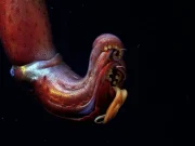 La acidificación de los océanos podría estar reduciendo el tamaño del cerebro de los invertebrados más inteligentes