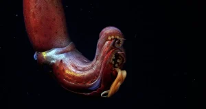 La acidificación de los océanos podría estar reduciendo el tamaño del cerebro de los invertebrados más inteligentes
