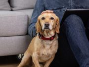 Cómo proteger los muebles si tiene mascotas en casa: sugerencias para evitar el desgaste