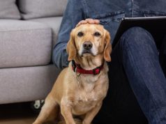 Cómo proteger los muebles si tiene mascotas en casa: sugerencias para evitar el desgaste