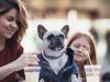 ¿Son realmente amigables los lugares petfriendly?