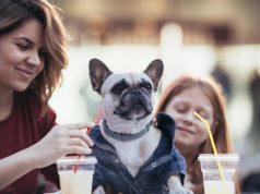 ¿Son realmente amigables los lugares petfriendly?