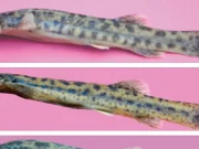 Descubren un cáncer transmisible en peces de agua dulce por primera vez