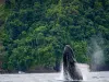 Temporada de avistamiento de ballenas en el Pacífico colombiano ya comenzó: estos son los parques donde podrá verlas