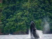 Temporada de avistamiento de ballenas en el Pacífico colombiano ya comenzó: estos son los parques donde podrá verlas