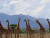 No solo los humanos o simios pueden sumar: estudio indica que las jirafas combinan cantidades de forma similar