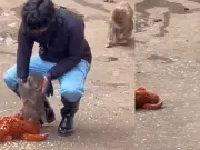 Punch, el mono que conmovió al mundo abrazado a un peluche, celebra su primer cumpleaños