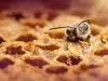 Científicos registran por primera vez tres especies de abejas carpinteras en Ecuador