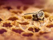 Científicos registran por primera vez tres especies de abejas carpinteras en Ecuador