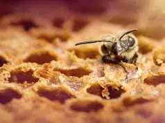 Científicos registran por primera vez tres especies de abejas carpinteras en Ecuador