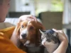 ¿Cuánto cuesta una emergencia veterinaria? Razones para proteger a tu mascota hoy