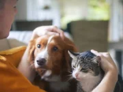 ¿Cuánto cuesta una emergencia veterinaria? Razones para proteger a tu mascota hoy