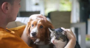 ¿Cuánto cuesta una emergencia veterinaria? Razones para proteger a tu mascota hoy