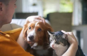 ¿Cuánto cuesta una emergencia veterinaria? Razones para proteger a tu mascota hoy