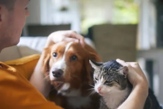 ¿Cuánto cuesta una emergencia veterinaria? Razones para proteger a tu mascota hoy
