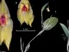 Descubren en Colombia una nueva orquídea que fue nombrada en honor a un profesor de la Universidad Nacional