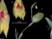 Descubren en Colombia una nueva orquídea que fue nombrada en honor a un profesor de la Universidad Nacional