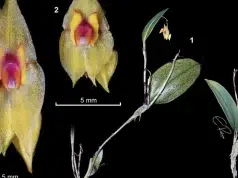 Descubren en Colombia una nueva orquídea que fue nombrada en honor a un profesor de la Universidad Nacional