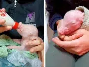 Nace en Argentina el primer cerdo clonado para trasplantes en humanos de Latinoamérica